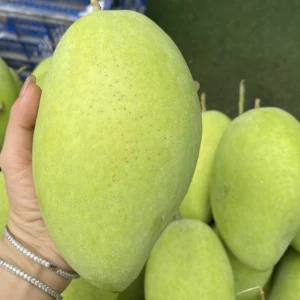 Xoài cát hoà lộc
