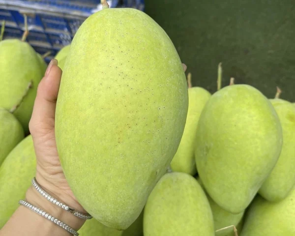 Xoài cát hoà lộc